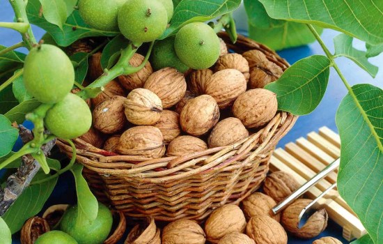 Ореховый сад – бизнес для прибыли и духовного развития